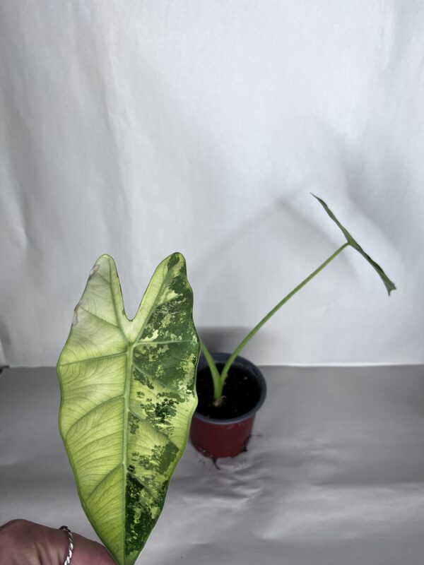 Alocasia Frydek Variegata