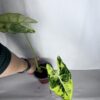 Alocasia Frydek Variegata