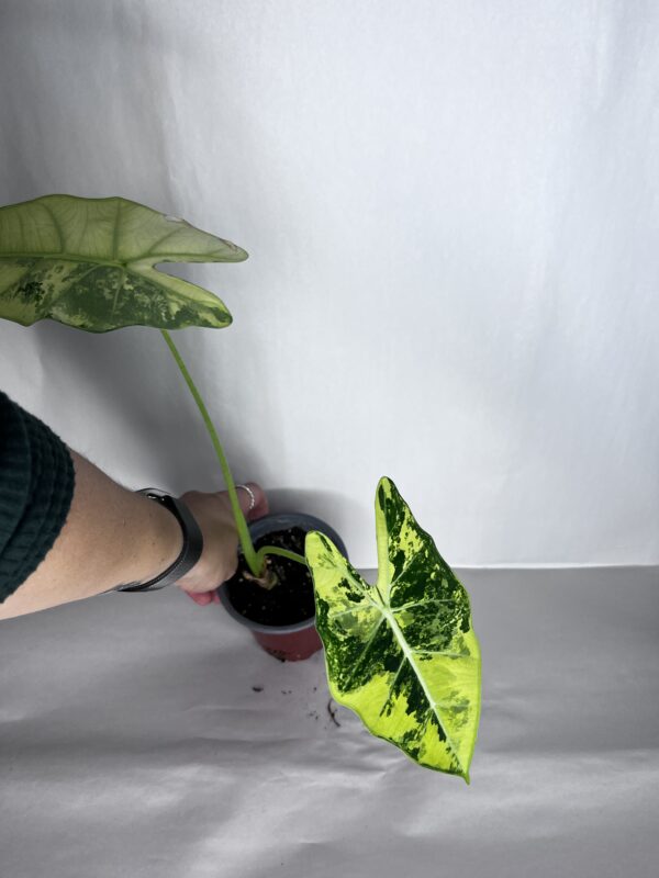 Alocasia Frydek Variegata