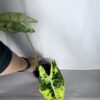 Alocasia Frydek Variegata