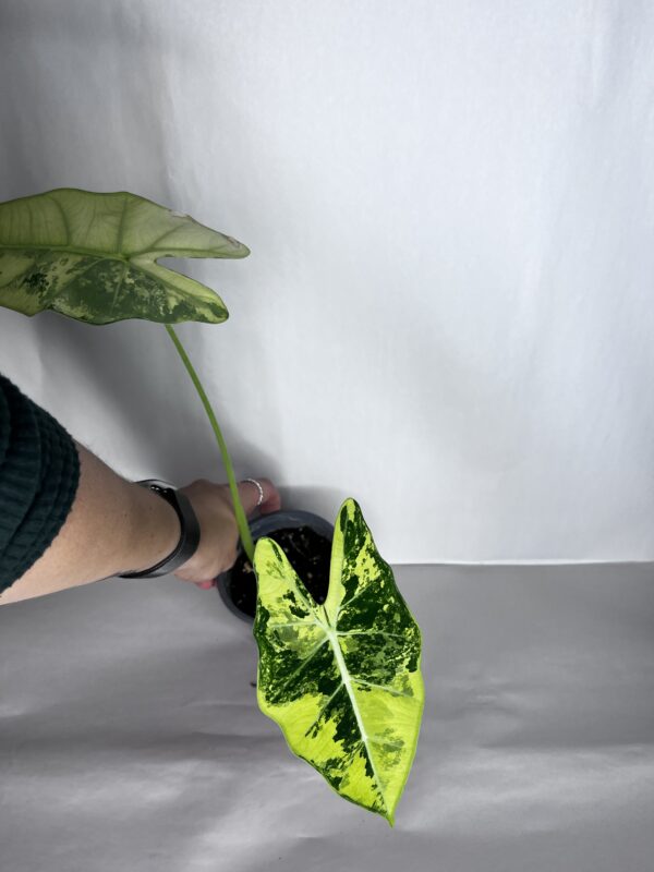 Alocasia Frydek Variegata