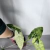 Alocasia Frydek Variegata