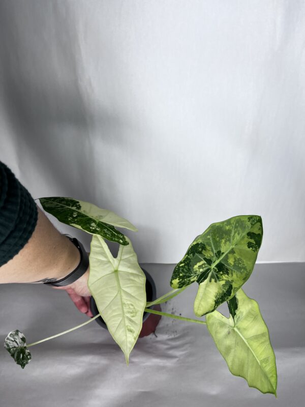 Alocasia Frydek Variegata