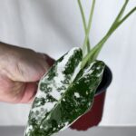 Alocasia Frydek Variegata