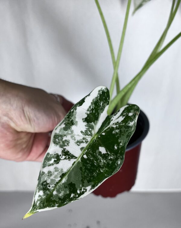 Alocasia Frydek Variegata