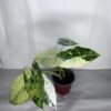 Alocasia Frydek Variegata