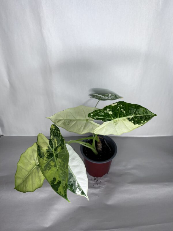 Alocasia Frydek Variegata