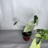 Alocasia Frydek Variegata