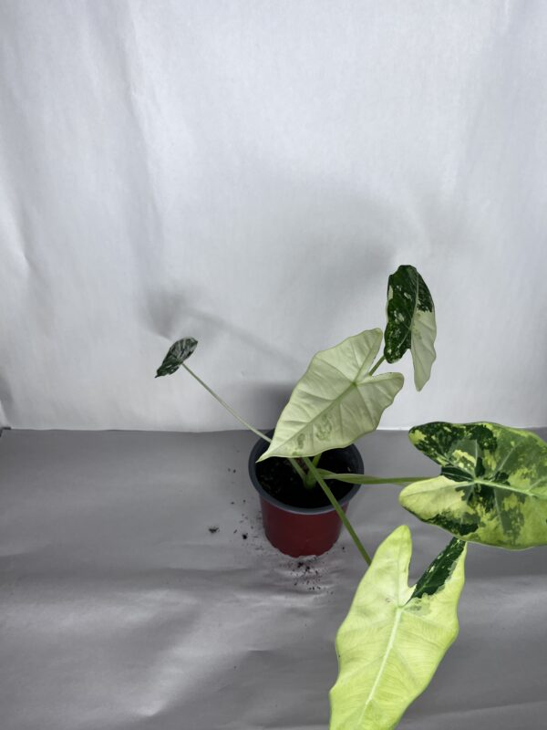 Alocasia Frydek Variegata