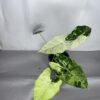 Alocasia Frydek Variegata