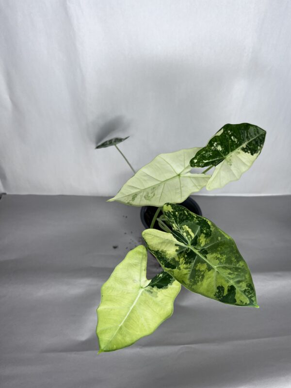 Alocasia Frydek Variegata