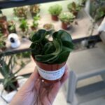 Hoya Compacta Rope