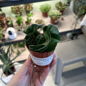 Hoya Compacta Rope