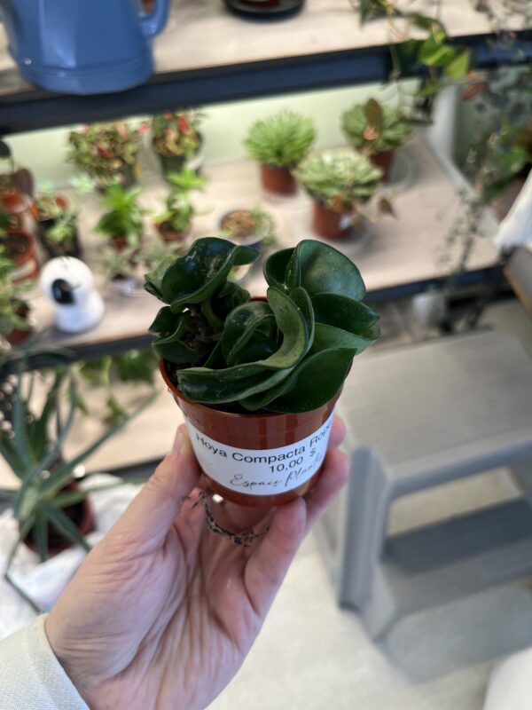 Hoya Compacta Rope