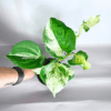 Pothos Manjula
