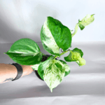Pothos Manjula