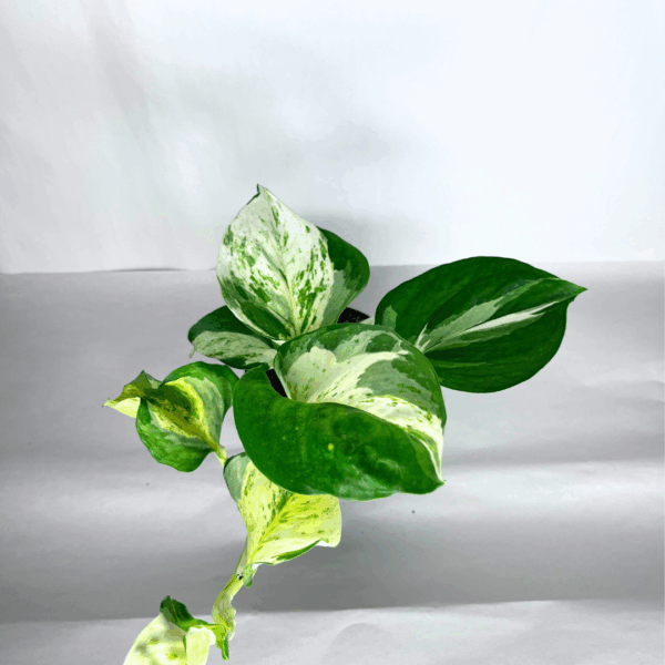 Pothos Manjula