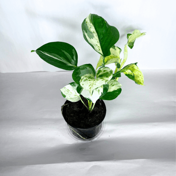Pothos Manjula
