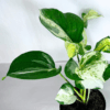 Pothos Manjula