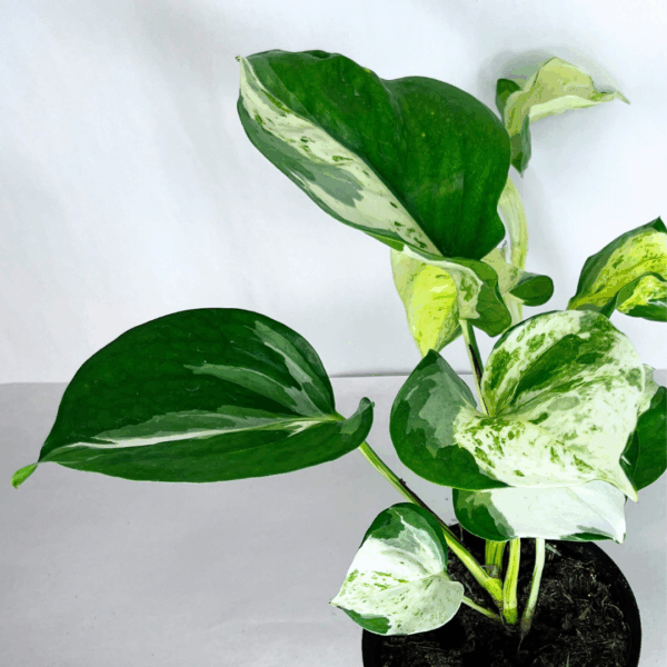 Pothos Manjula