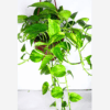 Pothos Neon Queen