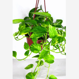 Pothos Neon Queen