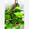Pothos Neon Queen