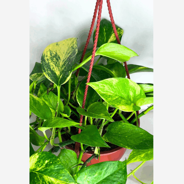 Pothos Neon Queen