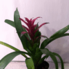 Broméliacéee