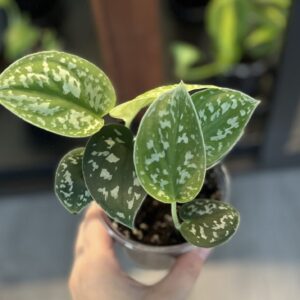 Plantes tropicales de ma collection