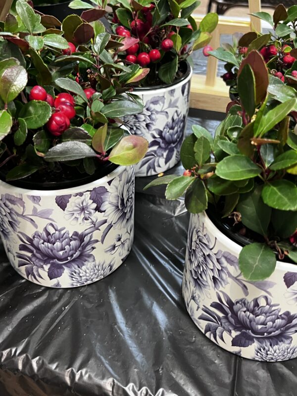 Cache-pot Chintz