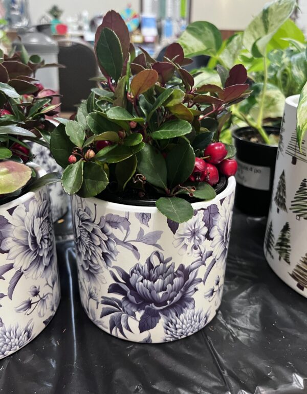 Cache-pot Chintz