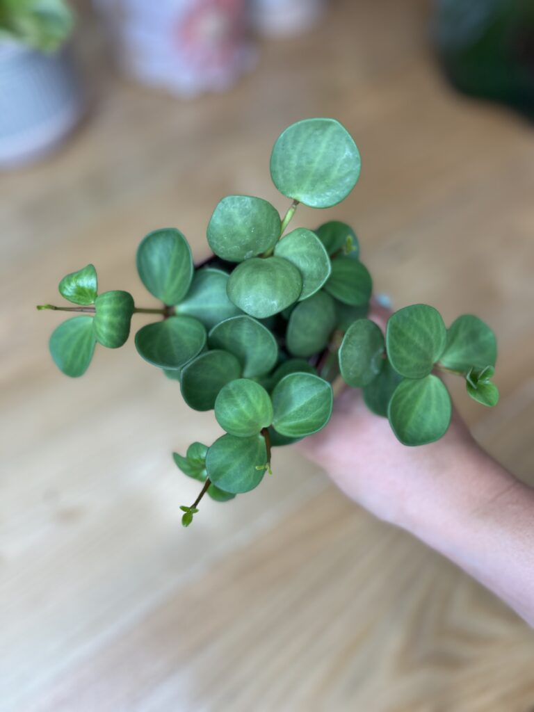 Peperomia Hope suspendue plante retombante facile d'entretien