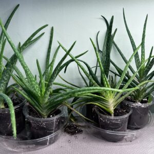 Aloe Vera