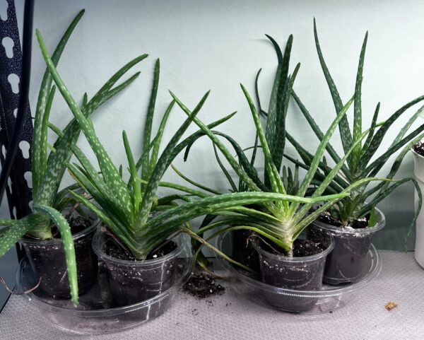 Aloe Vera