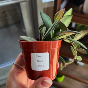 Hoya Neon